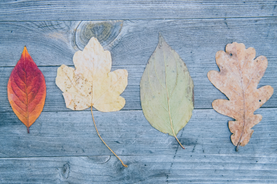 4 different leaves on a wooden table