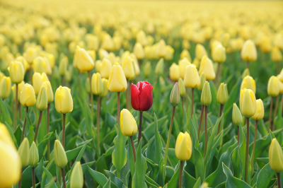 A field of yellow tulips with 1 red tulip standing out